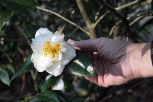 camellia_dannyshand