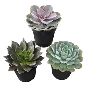 Home Depot
