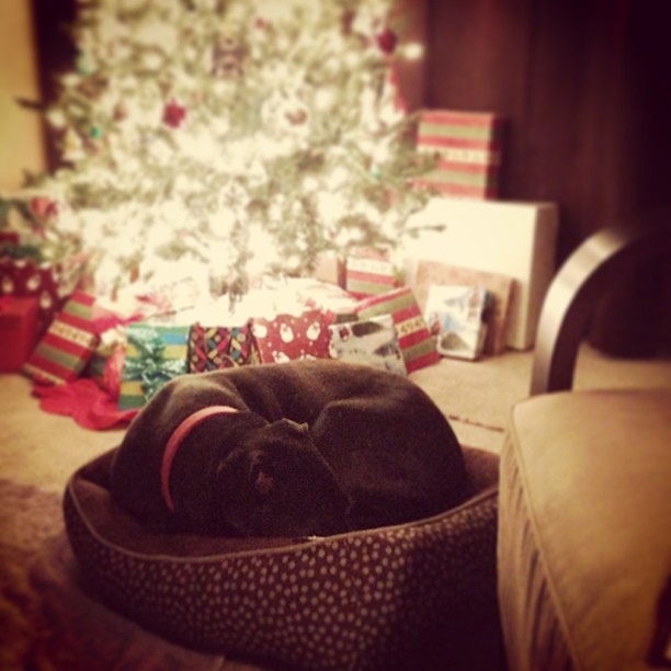 sleeping_louie