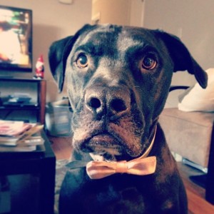 The new documentary is about dogs! Here's a photo of my Louie, who taught me a lot about being a director.
