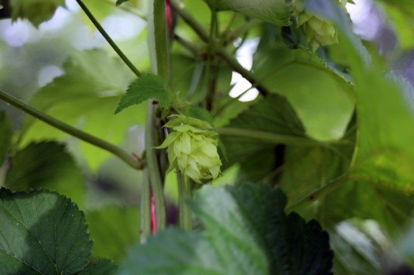 Hops growing at Farm Boy Farms in Pittsboro, N.C.