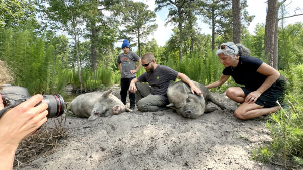 A man sits between two pigs as a woman leans in to pet one of the pigs