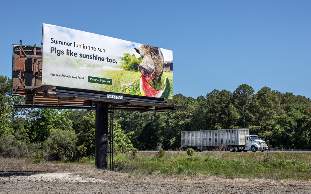 A billboard features a pot-bellied pig eating watermelon as a hog transport truck drives past on I-40 in eastern North Carolina